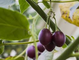 Fruit Seeds,Garden seeds, Seeds For Planting,Plant Seeds