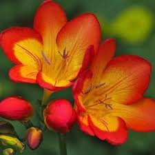 Yellow Orange Freesias Flower Seeds for Planting - Heirloom, Non-GMO, High Germination Organic Garden Seeds