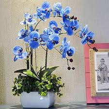 Blue Butterfly Orchid Flower Seeds for Planting | Heirloom, Non-GMO, High Germination, Organic Garden Seeds