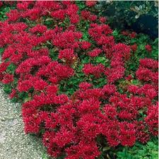 Sedum Flower Seeds for Planting – Colorful Display, Heirloom, Non-GMO, High Germination