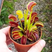 Carnivorous Flower Seeds for Planting – Heirloom, Non-GMO, Compact Growth Organic Garden Seeds