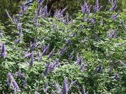 Chasteberry Flower Seeds for Planting – Bright Blooms Heirloom Non-GMO Organic Garden Seeds