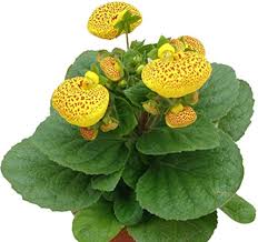 Calceolaria Purse Flower Seeds for Planting – Heirloom, Non-GMO, Fragrant Blossoms Organic Garden Seeds
