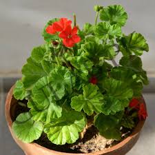 Light Red Green Geranium Flower Seeds for Planting – Heirloom, Non-GMO, Bright Blooms Garden Seeds