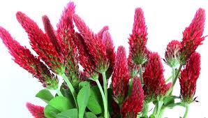 Crimson Clover Flower Seeds for Planting – Cut Flower Favorite Heirloom Non-GMO Organic Garden Seeds