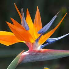 Mixed Strelitzia Flower Seeds for Planting – Heirloom Non-GMO High Germination Organic Garden Seeds