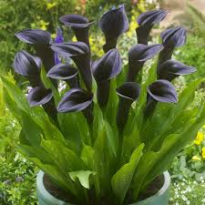 Deep Purple Calla Flower Seeds for Planting – Heirloom, Non-GMO, High Germination Organic Garden Seeds