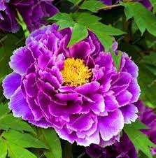 Suffruticosa Flower Seeds – Heirloom Non-GMO High Germination Organic Garden Seeds