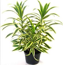 Green Dracaena Fargans Flower Seeds for Planting | Heirloom Non-GMO High Germination Organic Garden Seeds