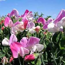 Sweet Pea Cupid Flower Seeds for Planting – Heirloom, Non-GMO, Easy to Grow Organic Garden Seeds