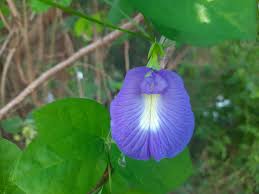 Clitoria Flower Seeds for Planting – Heirloom, Non-GMO, Bright Bloom Garden Seeds