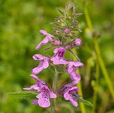 Purple Marsh Woundwort Flower Seeds for Planting – Seasonal Bloomer, Heirloom, Non-GMO, High Germination Organic Garden Seeds