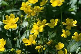 Meadow Buttercup Flower Seeds for Planting – Shade Tolerant, Heirloom & Non-GMO Seeds