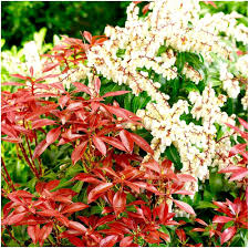 Pieris Japonica Flower Seeds for Planting - Heirloom, Non-GMO, High Germination Organic Garden Seeds