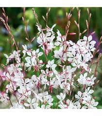Gaura Lindheimeri Flower Seeds for Planting – Compact Growth, Heirloom & Non-GMO Seeds
