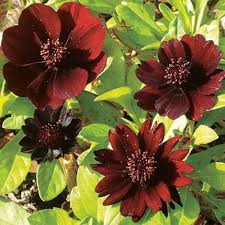 Marron Atrosanguineus Flower Seeds for Planting – Hardy Variety, Heirloom, Non-GMO, High Germination Organic Garden Seeds