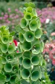 Bells of Ireland Flower Seeds for Planting – Heirloom, Non-GMO, Wildflower Mix, High Germination