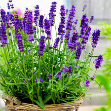 Lavender Munstead Flower Seeds for Planting – Heirloom, Non-GMO, Long Bloom Season, Organic Garden Seeds