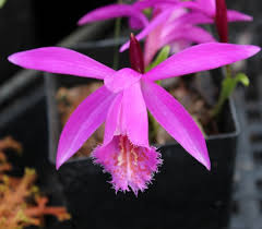 Tongariro Hardy Flower Seeds for Planting | Heirloom Non-GMO High Germination Organic Garden Seeds