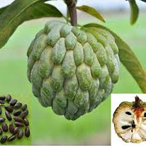 Annon fruit seeds for planting - Heirloom & Non-GMO Garden seeds for tropical exotic fruit trees
