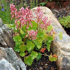 Heuchera Pulchella Flower Seeds for Planting – Bright Blooms, Heirloom, Non-GMO, Organic Garden Seeds