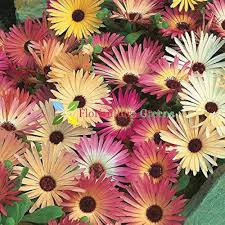 Ice Flower Seeds for Planting | Wildflower Mix | Heirloom Non-GMO High Germination Organic Garden Seeds