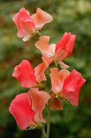 Heirloom Sweet Pea Flower Seeds for Planting – Non-GMO, High Germination Organic Garden Seeds