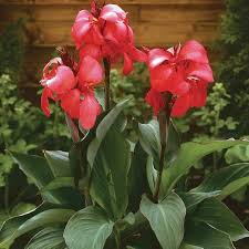 Canna Flower Seeds for Planting – Heirloom, Non-GMO, High Germination Organic Garden Seeds
