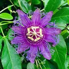 Purple Passionflower Flower Seeds for Planting – Heirloom, Non-GMO, Compact Growth Organic Garden Seeds