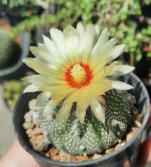 Astrophytum Myriosrigma Flower Seeds for Planting – Heirloom, Non-GMO, High Germination Organic Garden Seeds