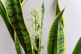 Sansevieria Flower Seeds for Planting – Heirloom, Non-GMO, High Germination Organic Garden Seeds