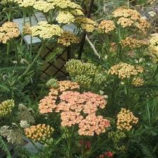 Achillea Millefolium Flower Seeds for Planting – Drought Tolerant, Heirloom, Non-GMO, High Germination Garden Seeds