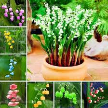Majalis Flower Seeds for Planting | Easy to Grow | Heirloom Non-GMO High Germination Seeds