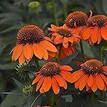 Cone Flower Seeds for Planting – Heirloom, Non-GMO Colorful Display, High Germination Seeds
