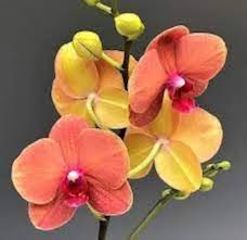 Orange Bell Orchid Flower Seeds for Planting | Heirloom Non-GMO High Germination Organic Garden Seeds