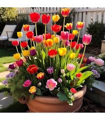 Aroma Tulip Flower Seeds for Planting – Pollinator Friendly, Heirloom, GMO Free Organic Garden Seeds