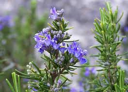 Rosemary Seeds for Planting – Premium Quality, Heirloom, Non-GMO, High Germination Organic Garden Seeds
