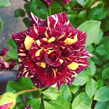 Red Yellow Abracadabra Flower Seeds for Planting | Heirloom Non-GMO High Germination