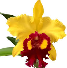Yellow Red Cattleya Flower Seeds for Planting | Heirloom Non-GMO High Germination Organic Garden Seeds