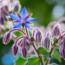 Borago Officinalis Flower Seeds for Planting – Vibrant Colors, Heirloom &amp; Non-GMO Seeds
