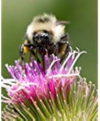 Arctium Lappa Flower Seeds for Planting – Hardy Variety, Heirloom, Non-GMO & High Germination Seeds
