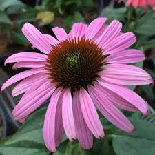 Purple Coneflower Flower Seeds for Planting – Heirloom, Non-GMO, High Germination Garden Seeds
