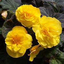 Yellow Mocca Flower Seeds for Planting – Heirloom, Non-GMO, High Germination Garden Seeds