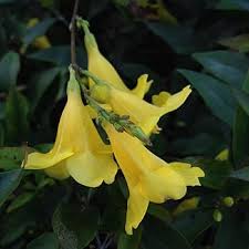 Carolina Yellow Jasmine Vine Seeds – Heirloom, Non-GMO, Perennial Blooms