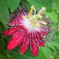 Red Passiflora Incarnata Flower Seeds for Planting – Heirloom, Non-GMO, Premium Quality, High Germination