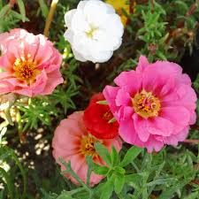 Moss Rose Portulaca Seeds for Planting – Long Bloom, Heirloom, Non-GMO Organic Garden Seeds