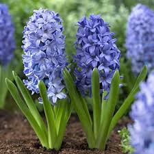 Deep Blue Hyacinth Flower Seeds for Planting – Heirloom, Non-GMO, High Germination Garden Seeds