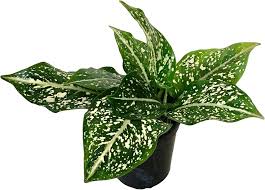 Green Aglaonema Flower Seeds for Planting – Heirloom Non-GMO, High Germination, Cottage Garden Essential