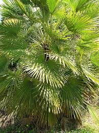 Gray Chamaerops Humilis Flower Seeds for Planting – Heirloom, Non-GMO, High Germination Organic Garden Seeds