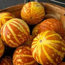 Rare Melon fruit seeds for planting - Heirloom & Non-GMO Garden seeds, unique vines for creative gardens